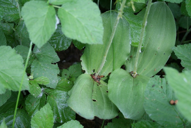 orchidee carinzia Neottia ovata